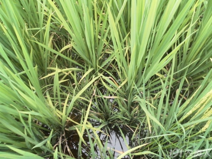 各类水稻除草剂药害症状