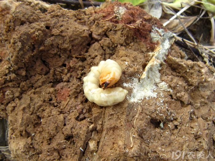 柑橘柑橘树星天牛成虫及幼虫为害