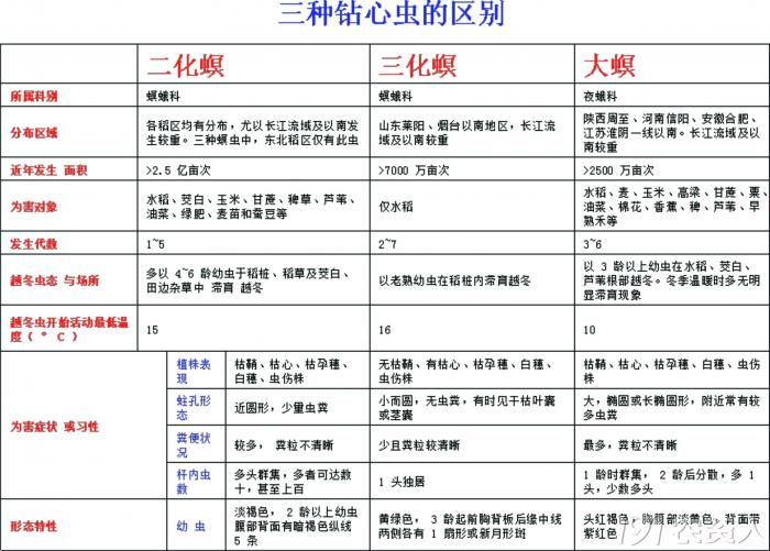 [问题求解]新人请教 如何区分大螟 二化螟 三化螟 做好有图