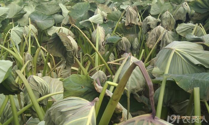 里看芋头,说是前天打了要后今天早上就成这个样子了,,第一反应是药害