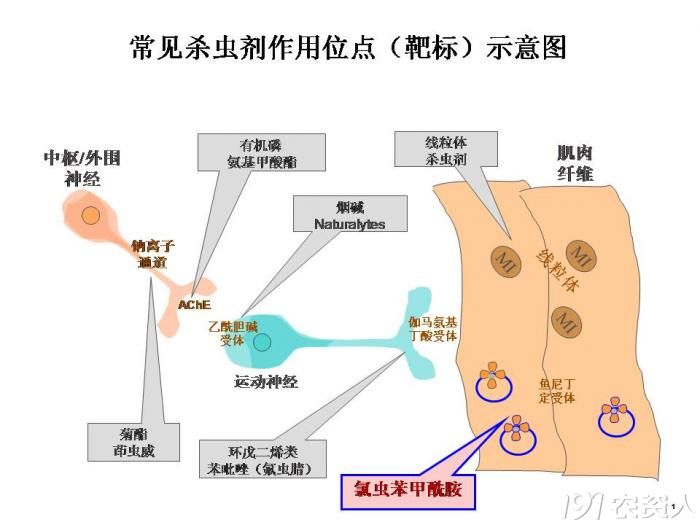 农药合理使用技术漫谈之四常见杀虫剂及其作用机理