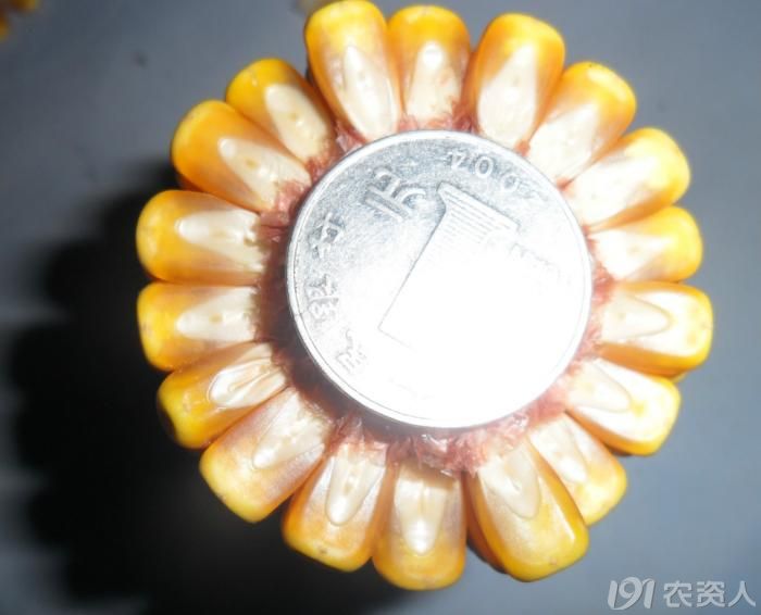 太玉339在河南的表现