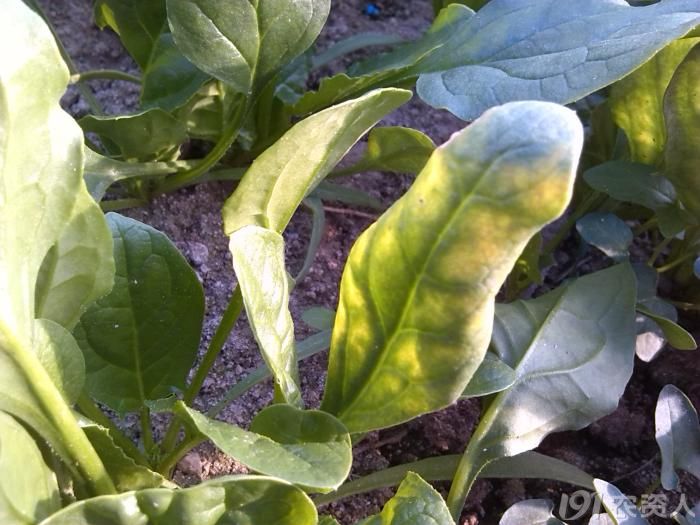[菠菜]菠菜病害求鉴定