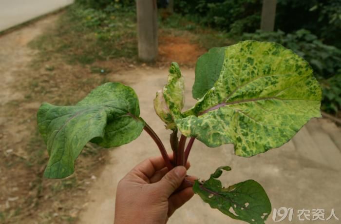 [油菜]红菜苔叶子黄绿相间,求病害确认.