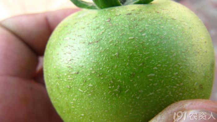 西红柿严重缺硼容易形成木栓化硬皮果