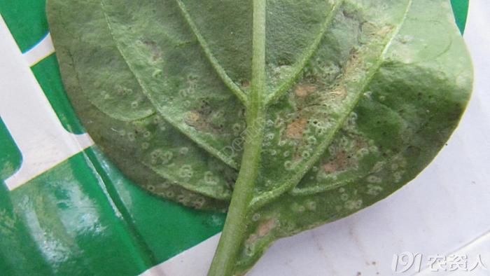 辣椒细菌性疮痂病超清晰图谱