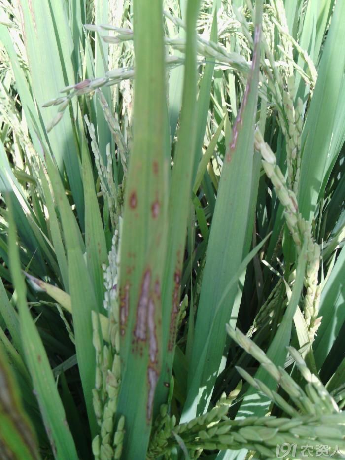 水稻细菌性条斑病