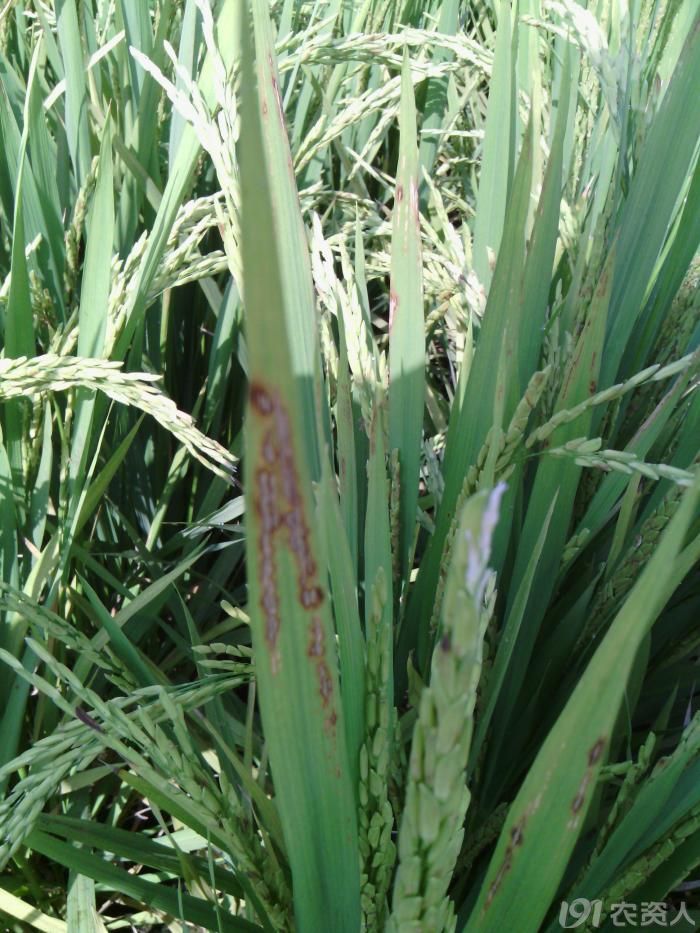 水稻细菌性条斑病