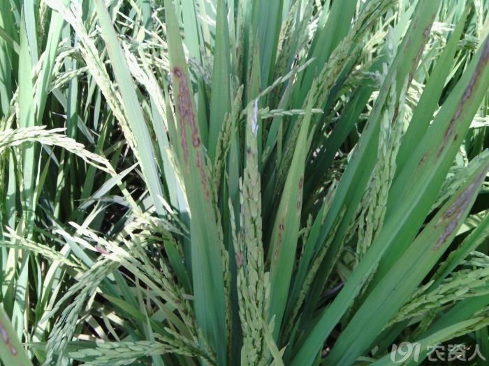 水稻细菌性条斑病