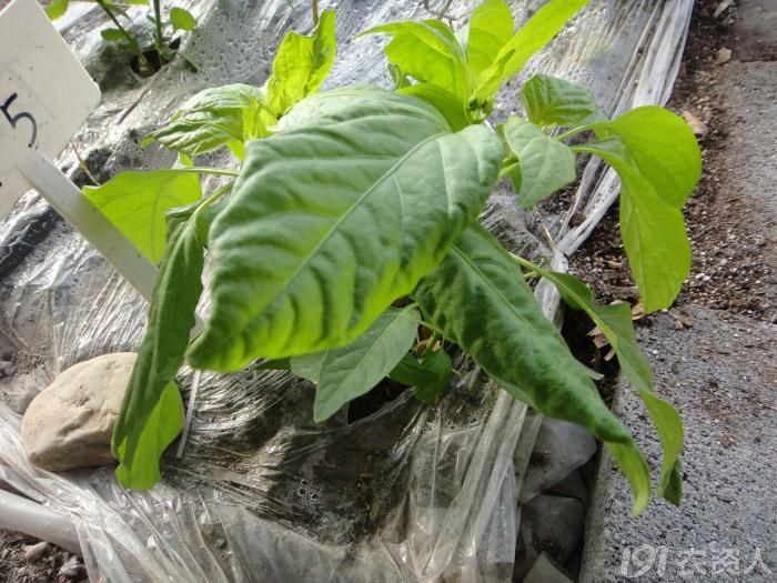 [辣椒]叶子皱了,大家给看看!