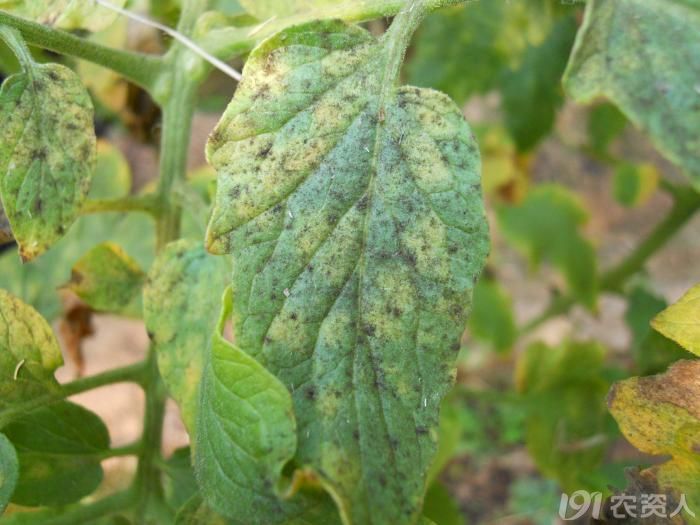 《娃哈哈随拍》---番茄煤污病