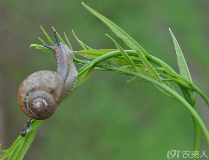 同型巴蜗牛自拍