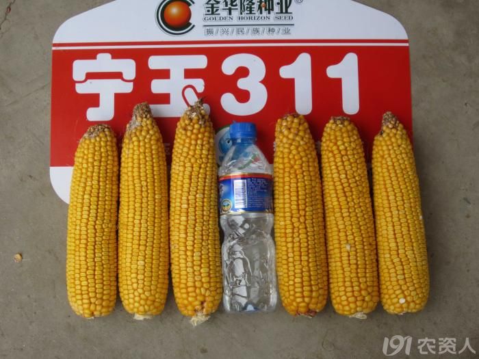高产玉米品种宁玉311