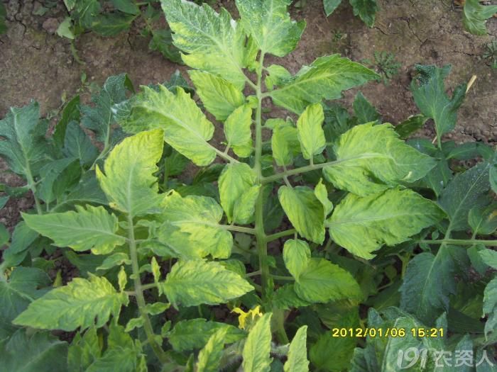 番茄缺铁叶片症状应该是缺铁