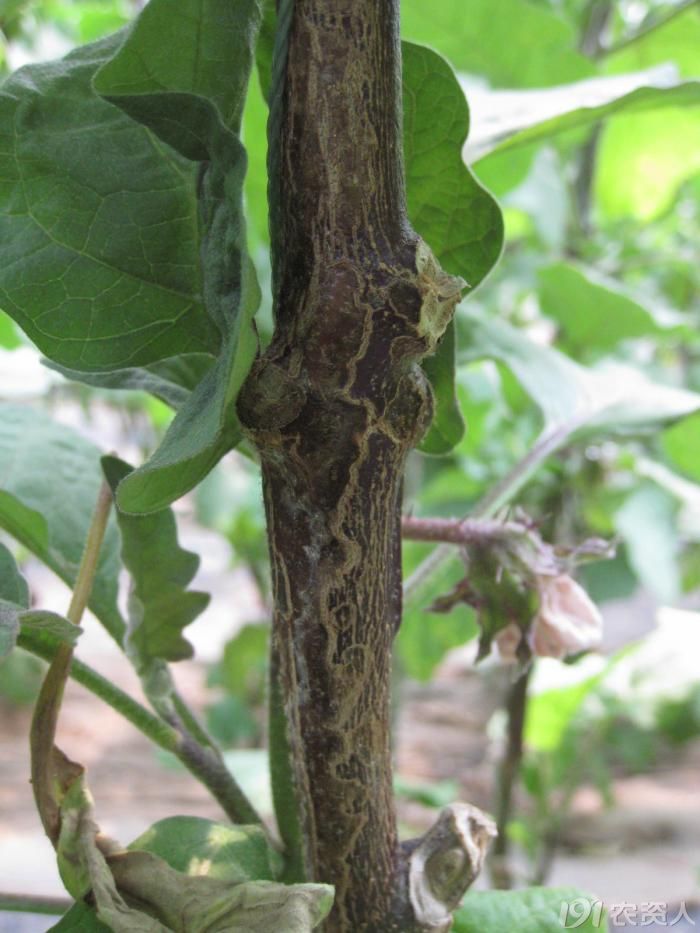 大地农丰茄子紫花病图片集