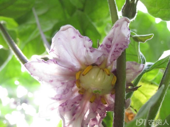 大地农丰茄子紫花病图片集