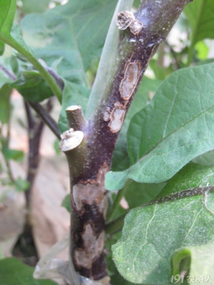 大地农丰茄子紫花病图片集