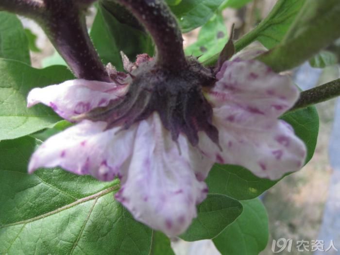 大地农丰茄子紫花病图片集