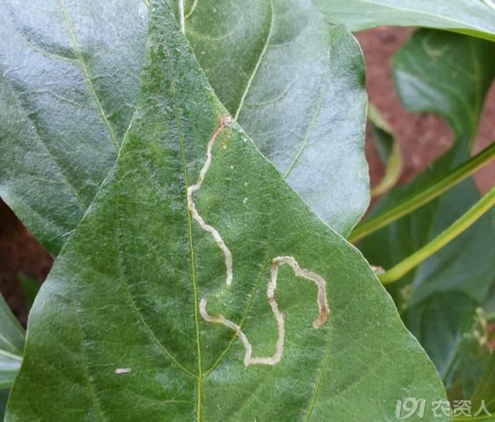 wilson斑潜蝇危害辣椒叶片