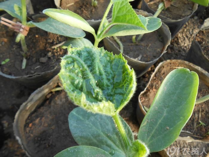 小晴说药害黄瓜苗期噻菌铜药害