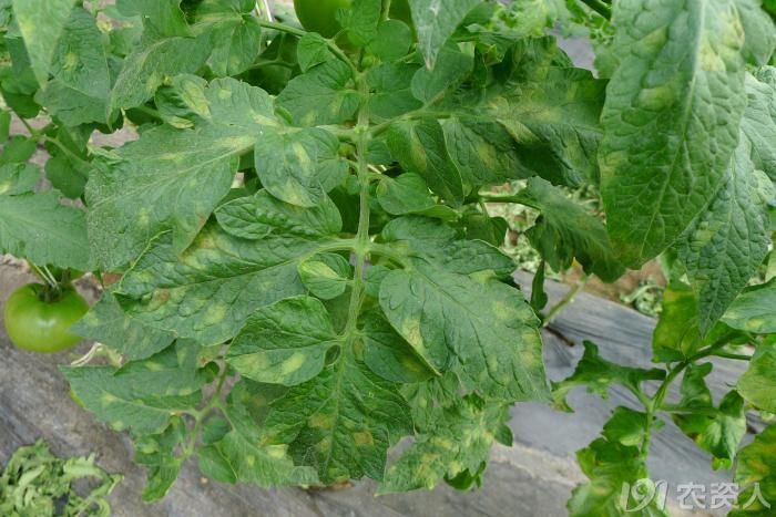 娃哈哈随拍番茄叶霉病高清