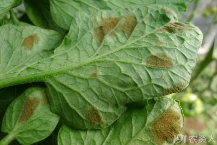 娃哈哈随拍番茄叶霉病高清