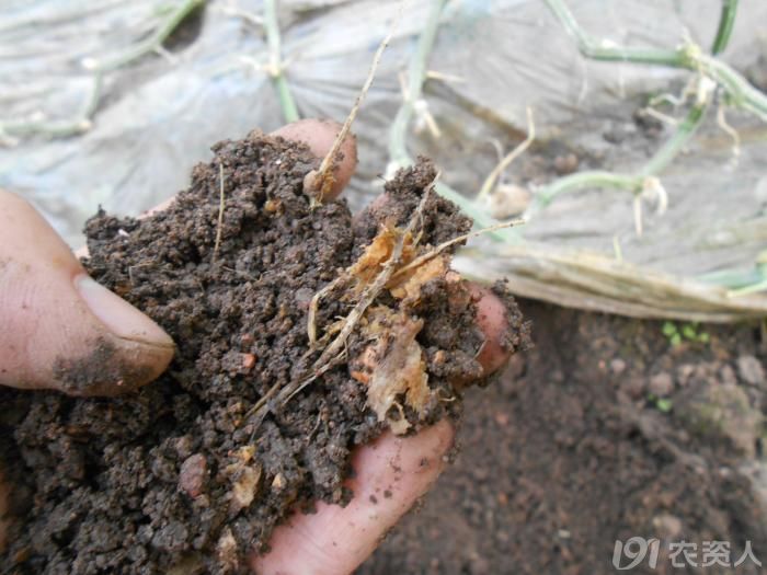小晴说昆虫黄瓜根蛆为害