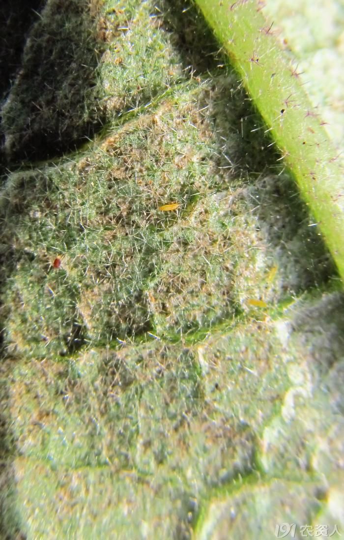 老关除夕送龙年茄子蓟马最新