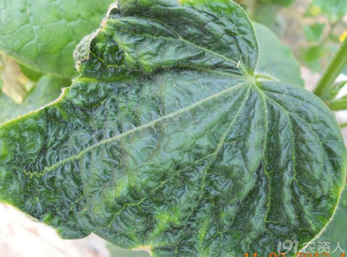 黄瓜叶片皱缩边缘烂