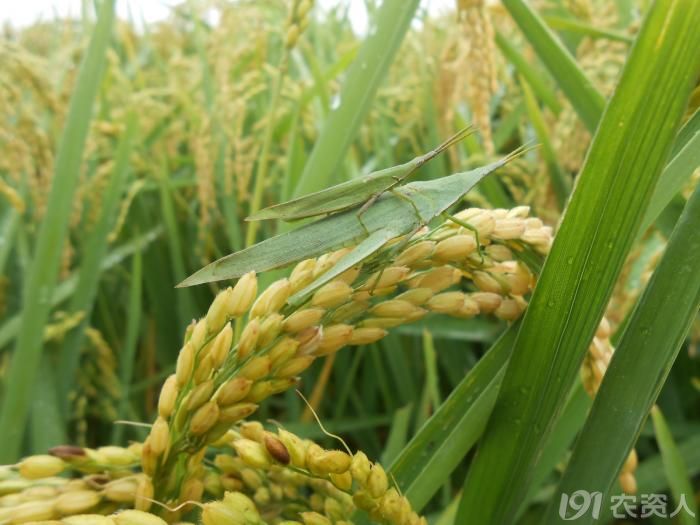 说昆虫—中华稻蝗等(含数张高清无 码艳照哟)_病虫草图_191农资人