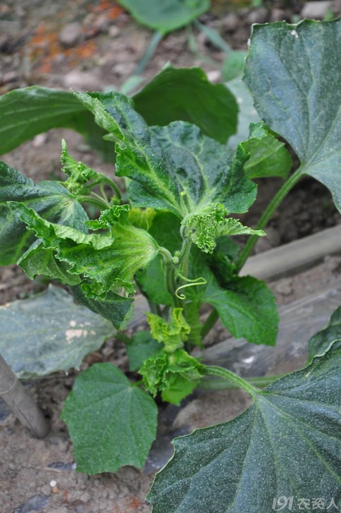 黄瓜疑似黄瓜病毒病锰过量等等恳请专家支招