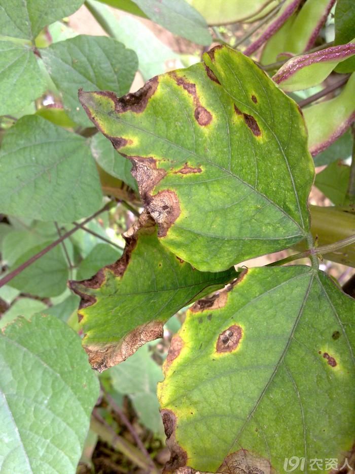 扁豆扁豆病害有图