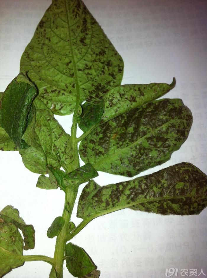 马铃薯急求帮忙鉴定马铃薯病害