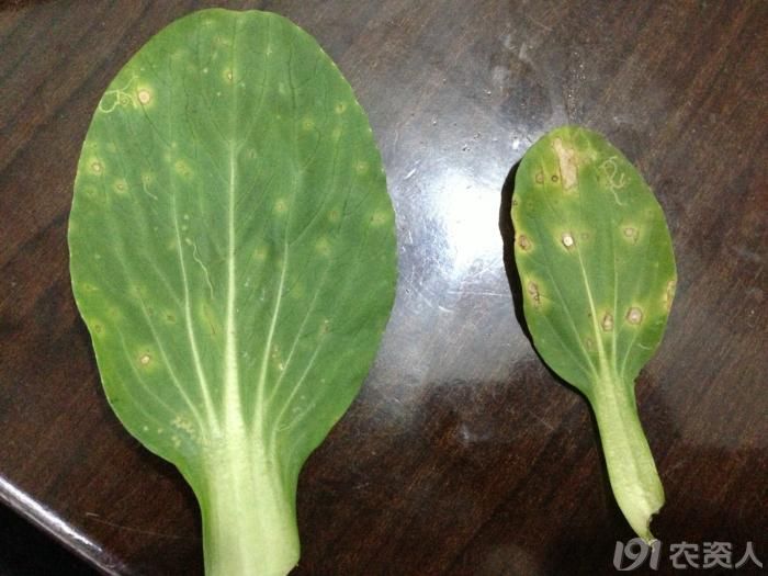 青菜病害求指导