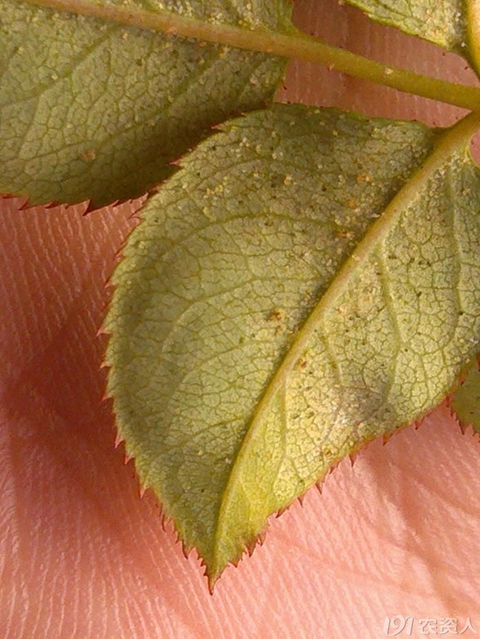 二斑叶螨这两天拍的