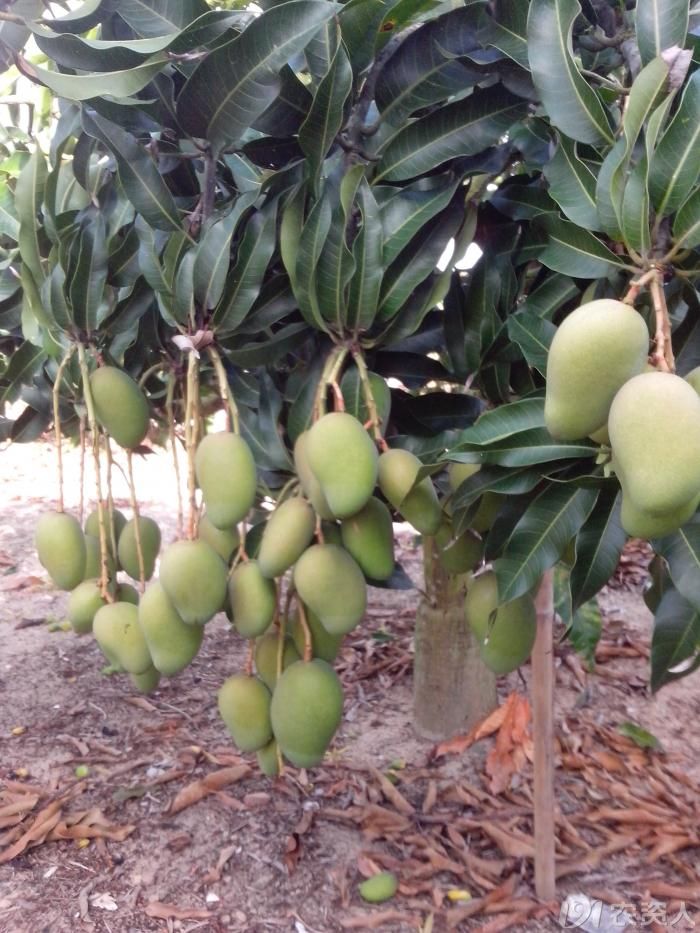 海南芒果 台农1号