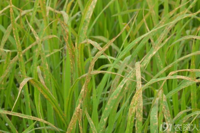 水稻请猜猜为何种除草剂造成的水稻药害