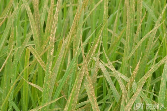 水稻请猜猜为何种除草剂造成的水稻药害