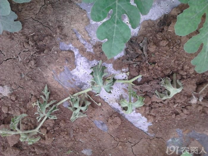 [西瓜]西瓜苗萎缩脱水死亡