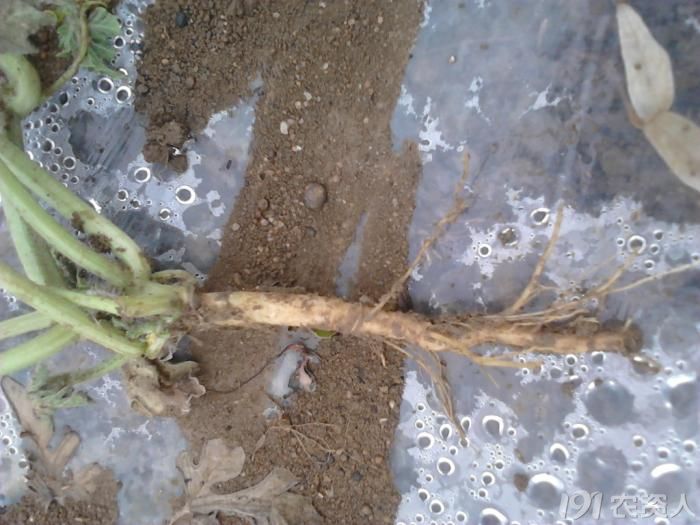 [西瓜]西瓜苗萎缩脱水死亡