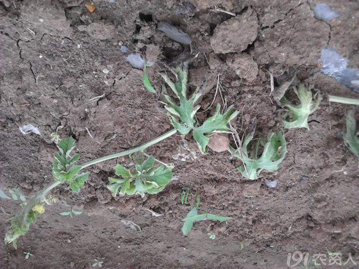 [西瓜]西瓜苗萎缩脱水死亡