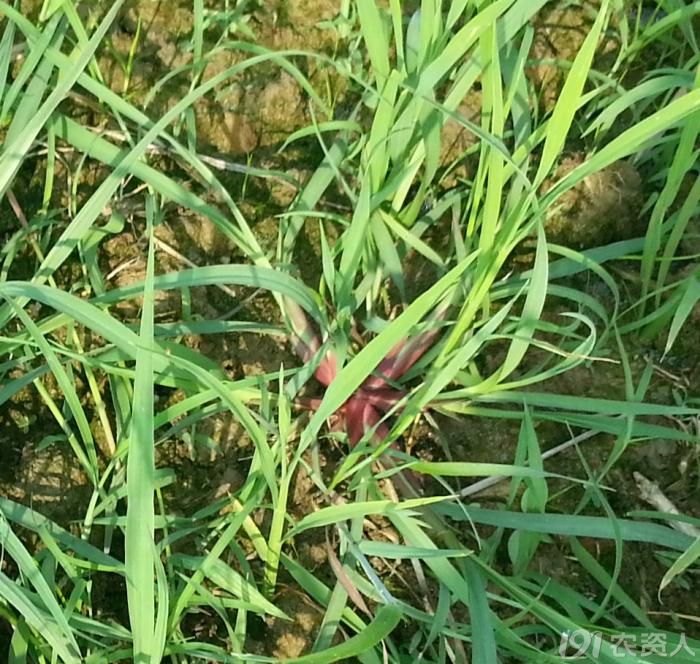 水稻旱直播田的红梗稗草用什么药剂防除