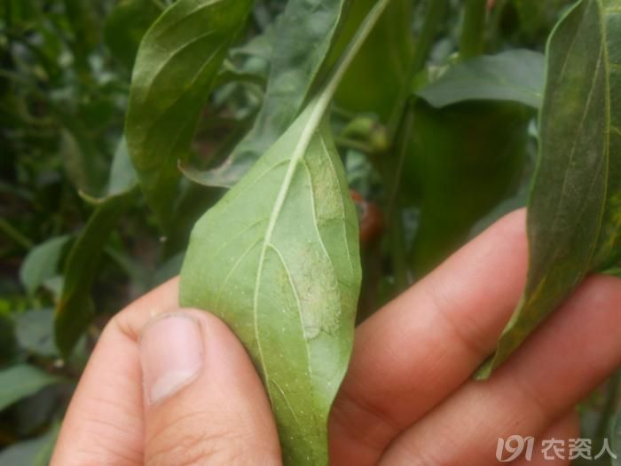 【小晴说病害】——辣椒叶霉病