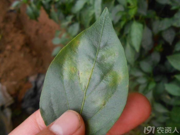 【小晴说病害】——辣椒叶霉病