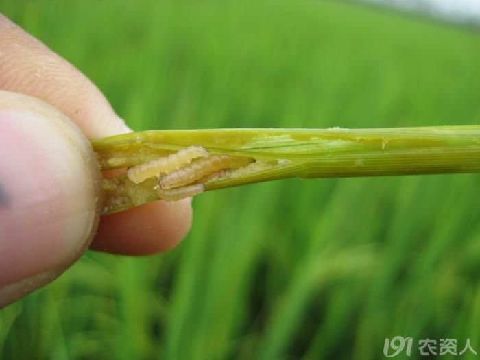 高清水稻大螟去年814拍的学习阶段请大家多多提意见