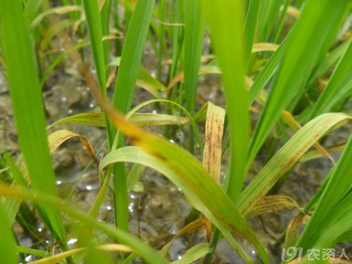 水稻苗瘟_病虫草图_191农资人 - 农技社区服务平台