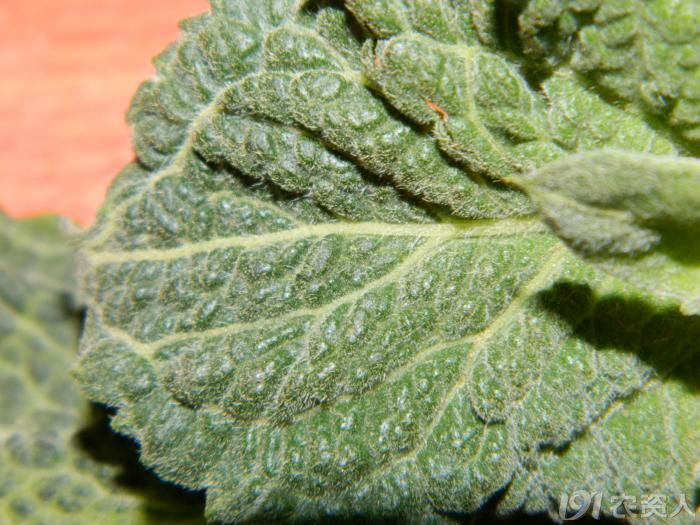 油葵的病虫害,求指导