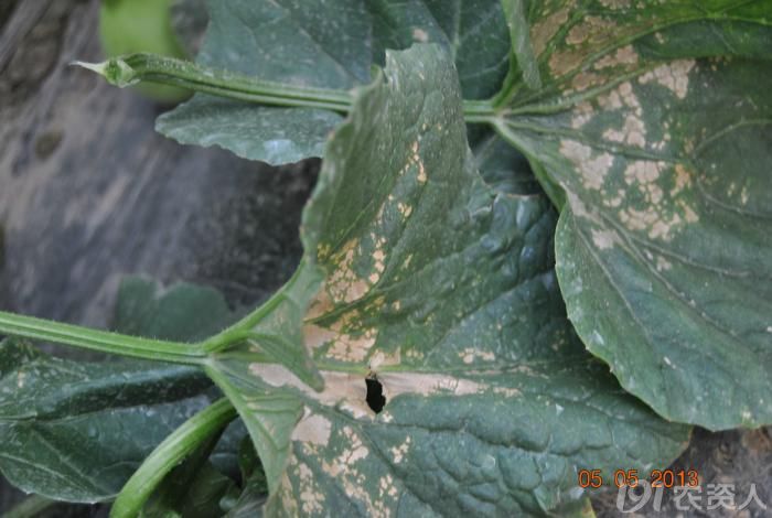 新拍的甜瓜霜霉病害