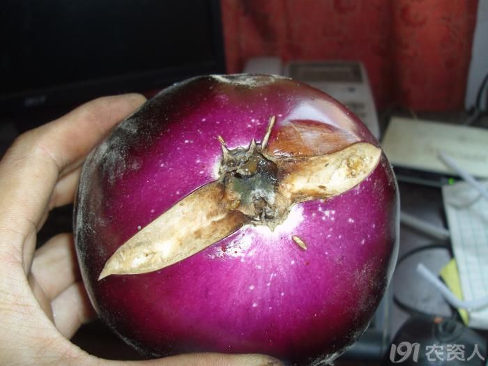 [茄子]茄子开缝腐烂