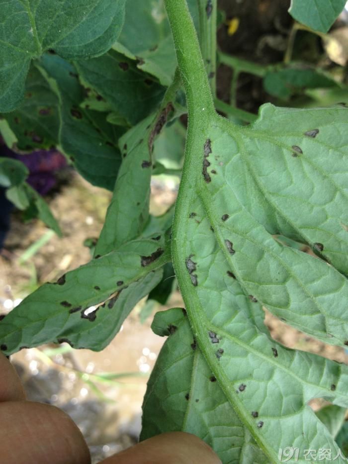 番茄番茄流行性非典什么病情请高手出手